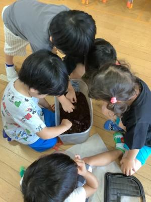 カブトムシを観察している写真