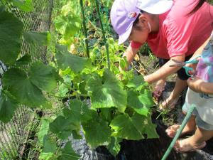 自分たちで夏野菜を収穫している