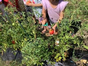 トマトを収穫している