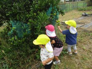 みかんを見ている写真