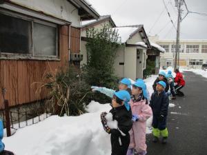 ひいらぎを探しに、散歩に出かけています