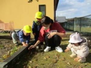 どんぐりを探している画像