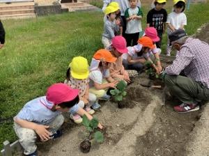 保育キーパーさんと夏野菜の苗植えをしています