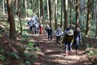 背の高い木々に囲まれた道を、列になって歩く登山者たち