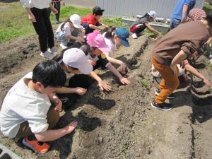 畑でじゃがいもを植える子どもたち