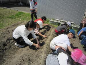 畑でじゃがいもを植える最後列の子どもたち