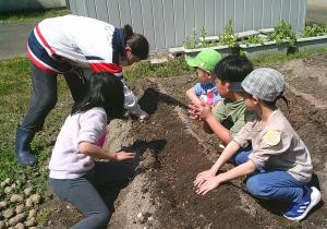 畑でじゃがいもを植えるのを見ている子どもたち