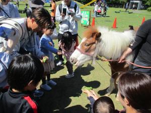ポニーに餌をあげる児童