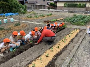 保育キーパーと夏野菜を植えている子どもたちの画像