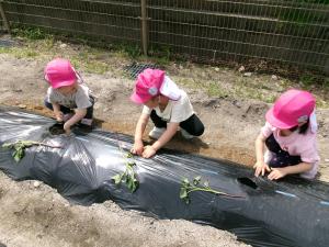 さつまいもの苗を植えている画像