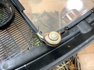 大きなかたつむりの画像