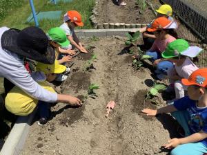 夏野菜の苗植えをしている画像