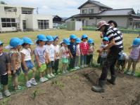 さつまいもの苗植えの仕方を教えてもらっている画像