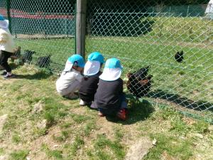 4歳児がニワトリにえさやりをしている画像