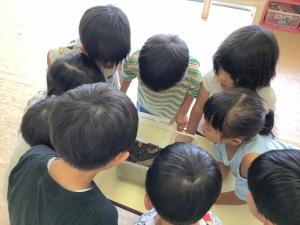 幼虫を見ている画像