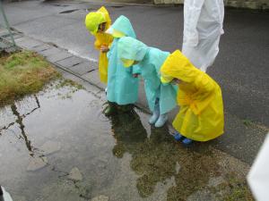 雨降り散歩に行き、水たまりを覗いている画像
