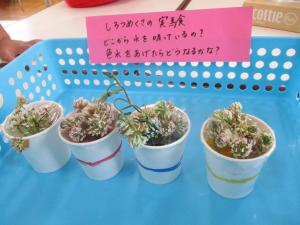 赤、青、黄色の色水と同じ色に変わっているシロツメクサの画像