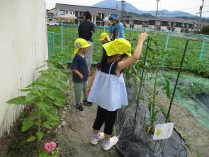 子どもが、育ってきたひまわりやとうもろこしと背比べしている画像