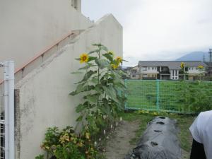 ひまわりの画像