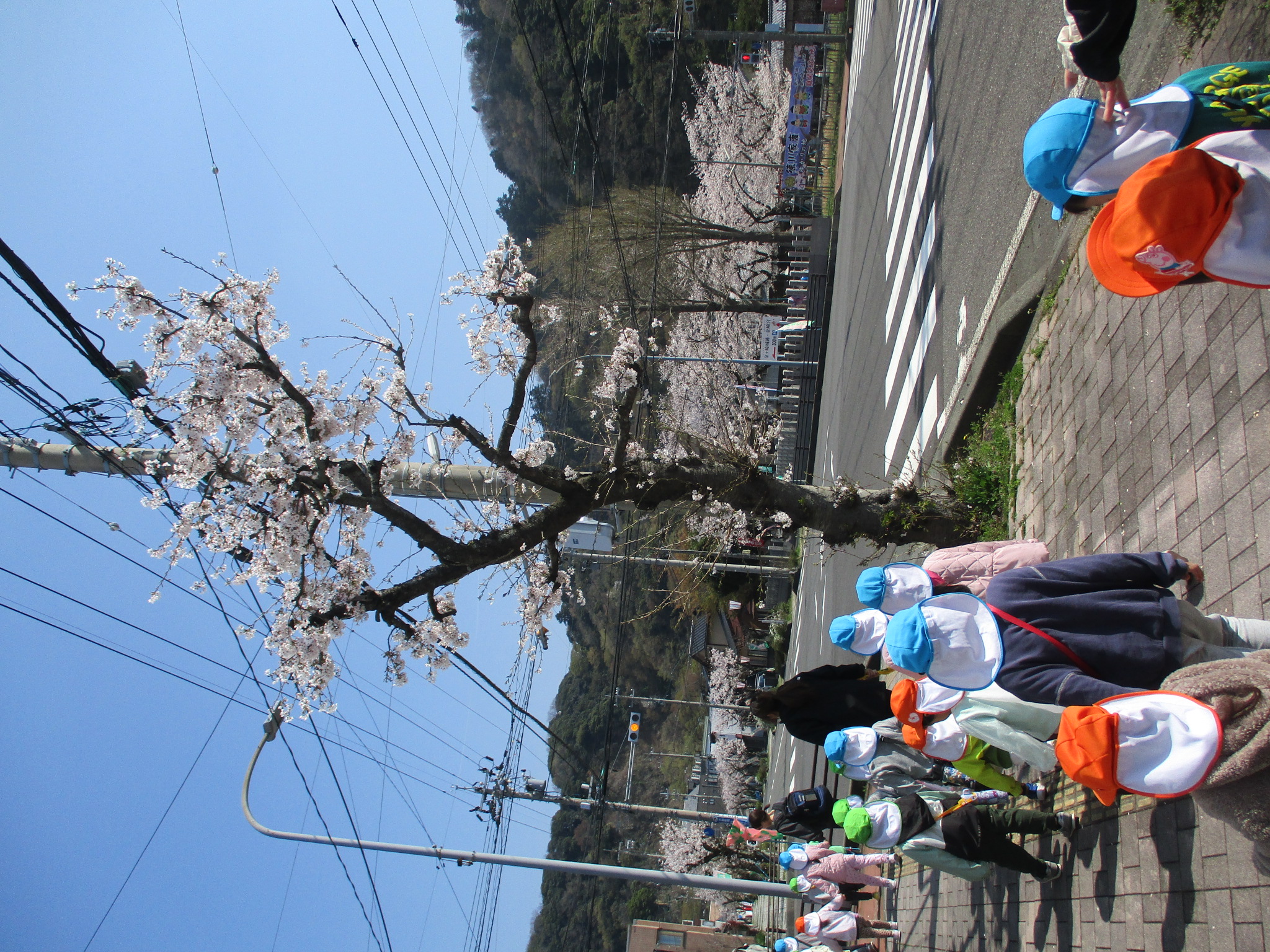 散歩で桜を見ている画像
