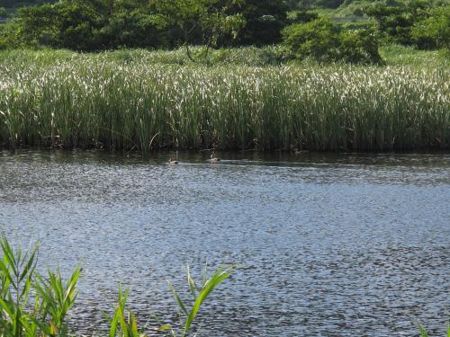 夏の中池見の画像