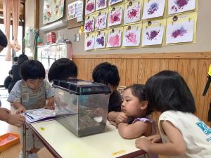 カタツムリの赤ちゃんを観察している画像