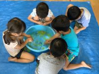 寒天を触っている