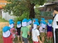 カブトムシさよなら