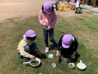 草花の色水遊びの画像2
