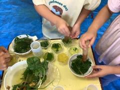 同じ葉でも色の濃さが違います