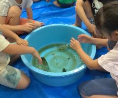 草花の色水で氷を作りました