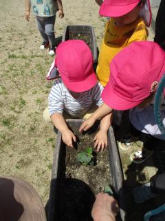 オクラの苗植えをしている