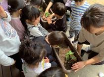 ピーマンの苗を植えている