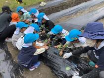 なすやきゅうりの苗を植えている