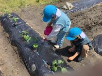 なすときゅうりの苗に水やりをしている