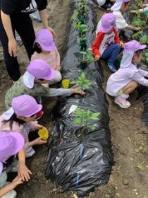 パプリカやトマト、ズッキーニの苗を植えている