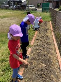 種をまいた花壇を見ている