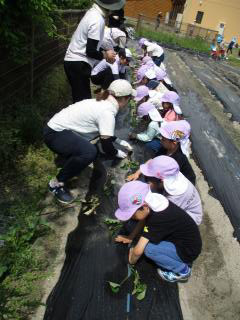 お芋の苗植えの画像1