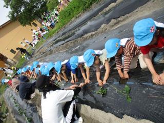 お芋の苗植えの画像2