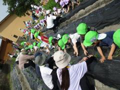 お芋の苗植えの画像3