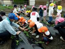 芋の苗植えをしています