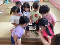 アゲハ蝶を見ている