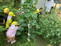 きゅうりを見つけた子ども