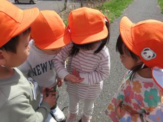 らっこぐみの画像