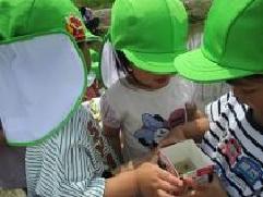 もも組がおたまじゃくしを捕まえています