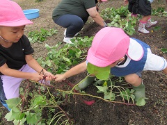 いちご組がさつまいもを掘っています