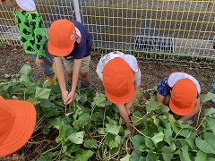 ばなな組がさつまいもを掘っています