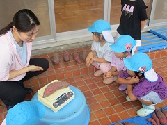 ぶどう組が収穫したさつまいものはかり比べをしています