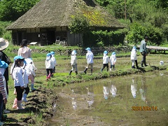 田んぼのあぜ道を歩いています