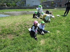 いちご組が芝生のそり滑りを楽しんでいます